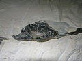 Krzemienie występują w obrębie innych skał – w Polsce były wydobywane od neolitu w Krzemionkach Opatowskich. Fot. Pe pawel, źródło: http://commons.wikimedia.org/wiki/File:Krzemionki.JPG?uselang=pl, dostęp: 18.11.14.
